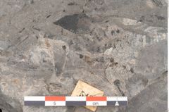 Foto (Detailansicht) von Asterocarpus meriani Br. (NHMW-GEO-2024-0188-10498)
